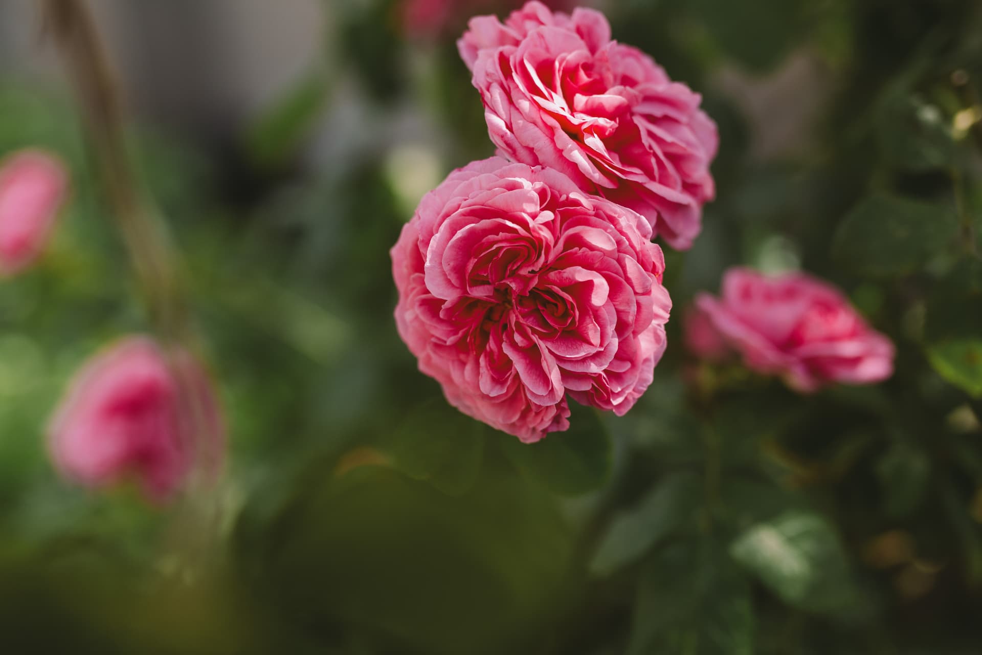 Pink garden roses in soft natural light