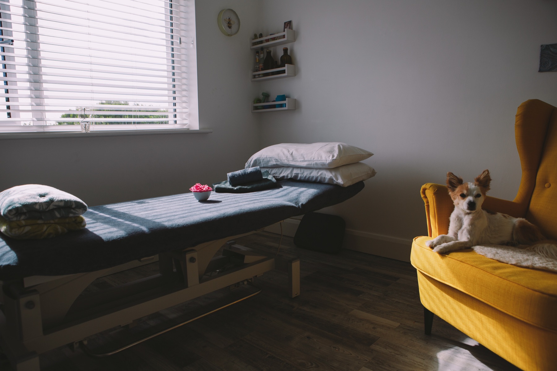 The empty treatment room, with a small dog resting on a yellow armchair